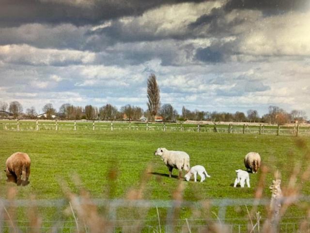 Schravenhoek Met Indoorzwembad En Sauna Veurne Esterno foto
